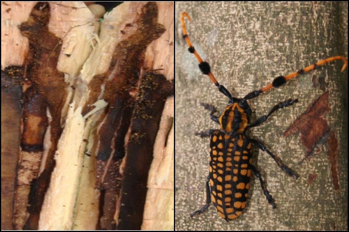 China beetles infesting gooseberry plants in NE Scientists