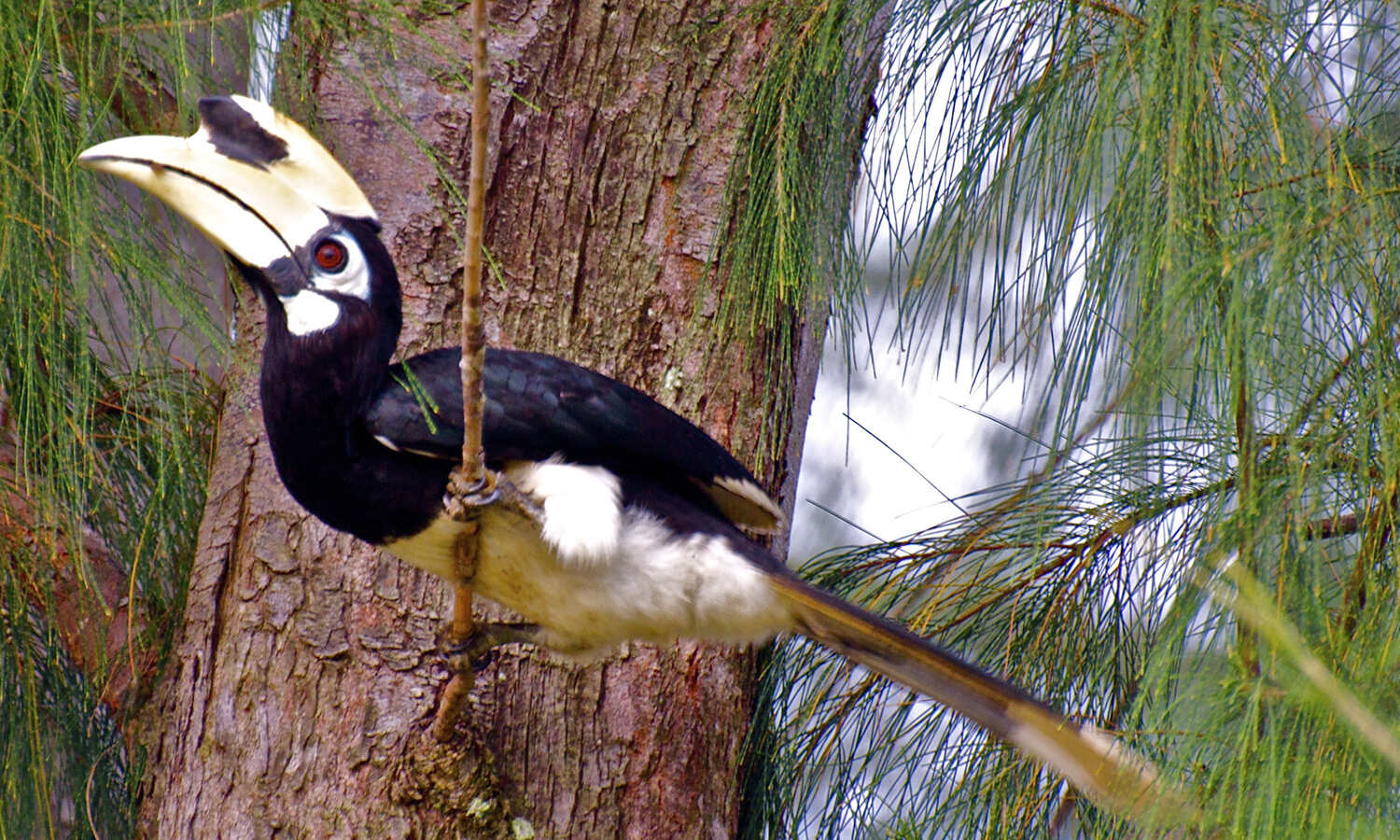 After Nagaland, Arunachal firm to protect birds, wild animals