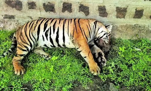 2 held for poisoning tigress to death in TN