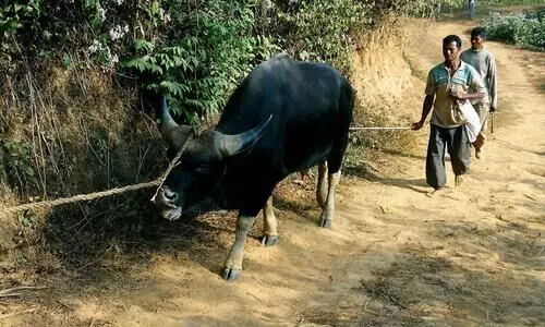 Foot-and-mouth disease strikes animals in Arunachal amid COVID-19 outbreak