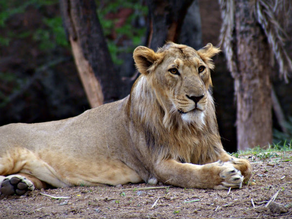 Lions in Hyderabad zoo test COVID-19 positive; samples ...