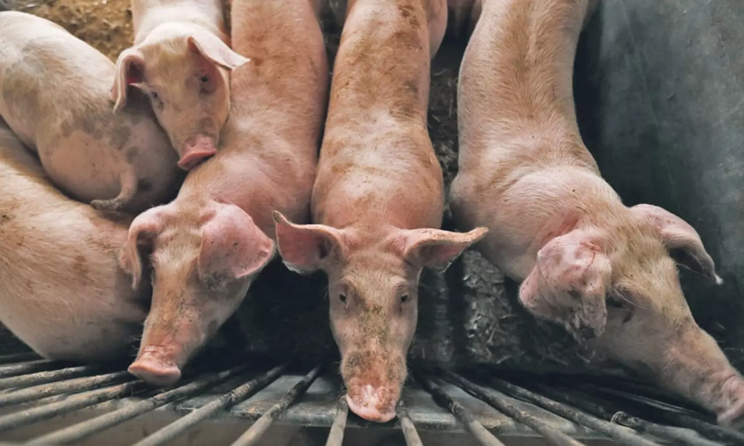 ASF yet to be contained in Mizoram, over 1,700 pigs dead