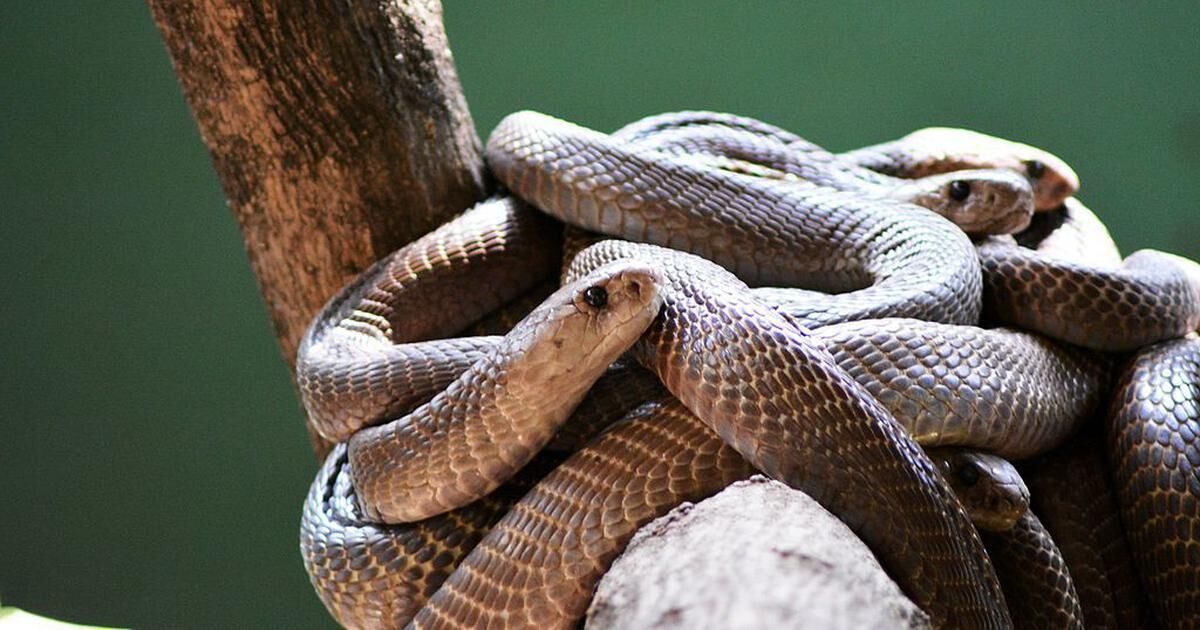 50 snakes in one house create scare in UP