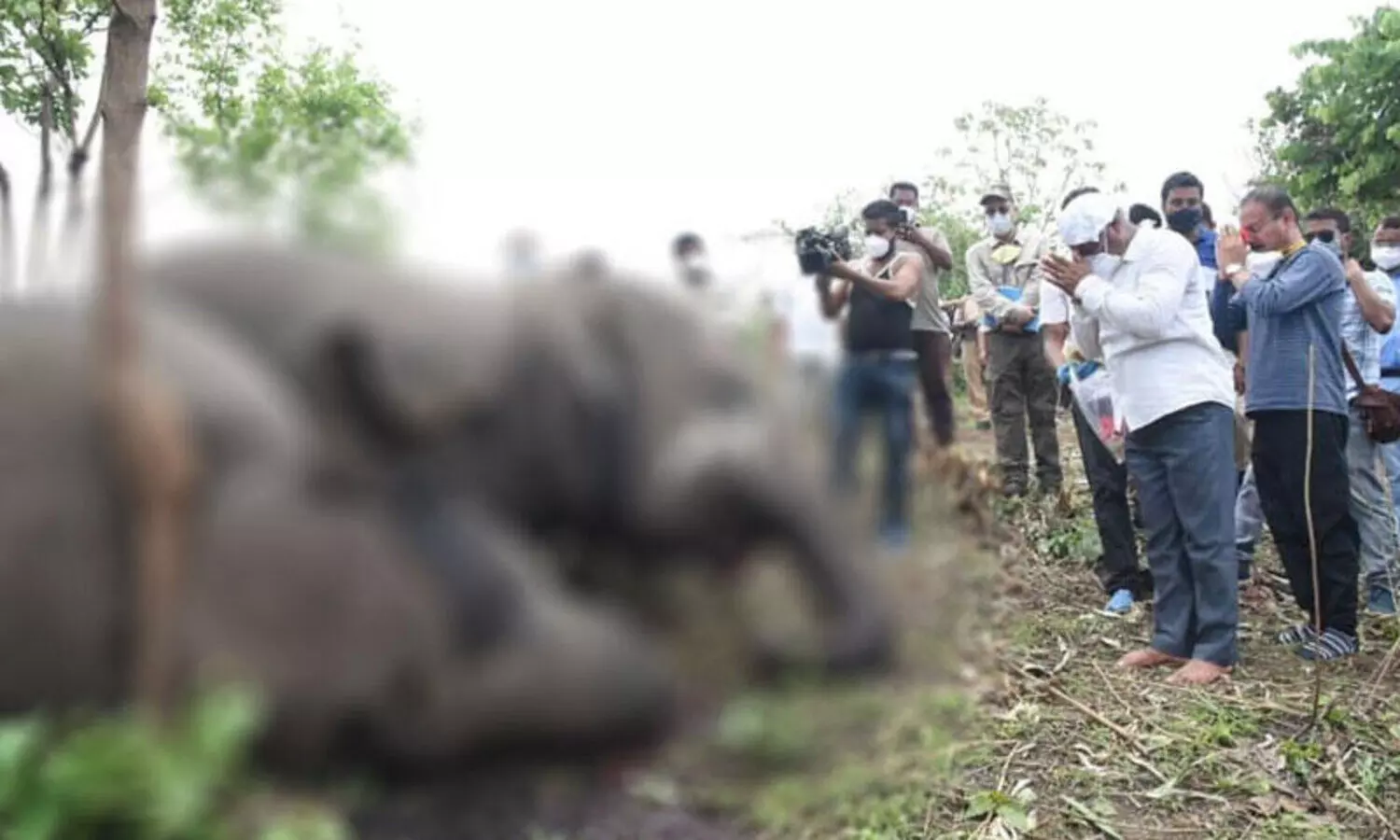 Forest Minister orders inquiry into death of 18 elephants