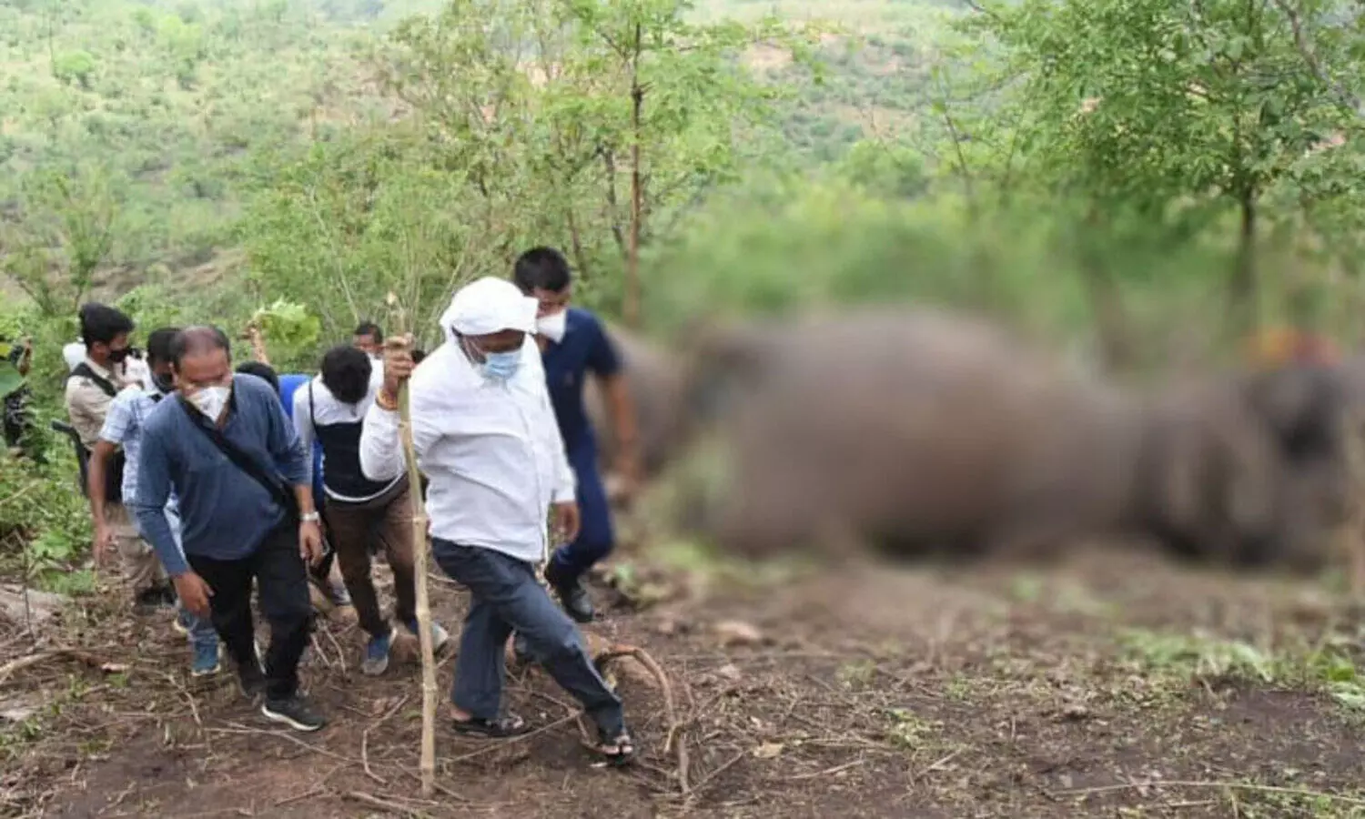 Elephants killed by lightning: Experts