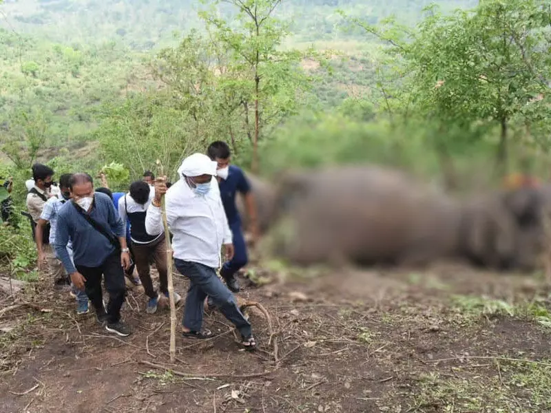 Elephants killed by lightning: Experts Elephants killed by lightning: Experts