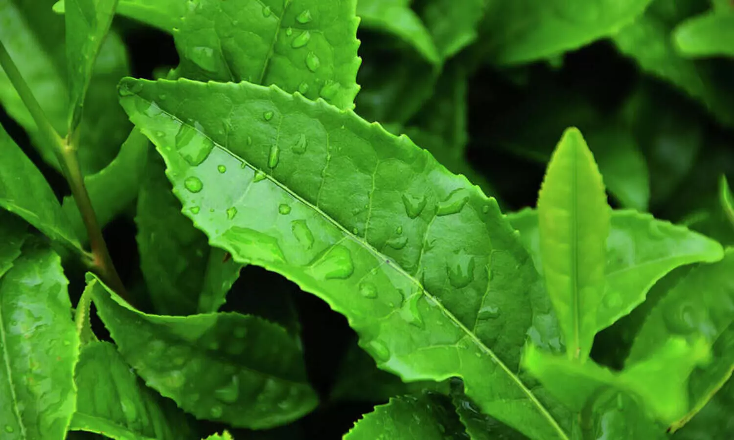 Tripura planter bets on hand-rolled orthodox tea variety