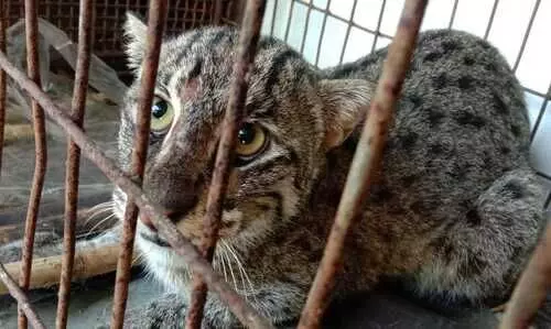 Forest officials rescue, release fishing cat in Barak Valley