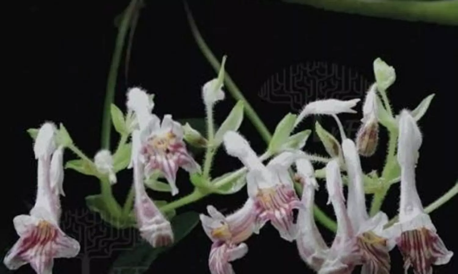 Scientists discover new species of African Violet plant from Mizoram