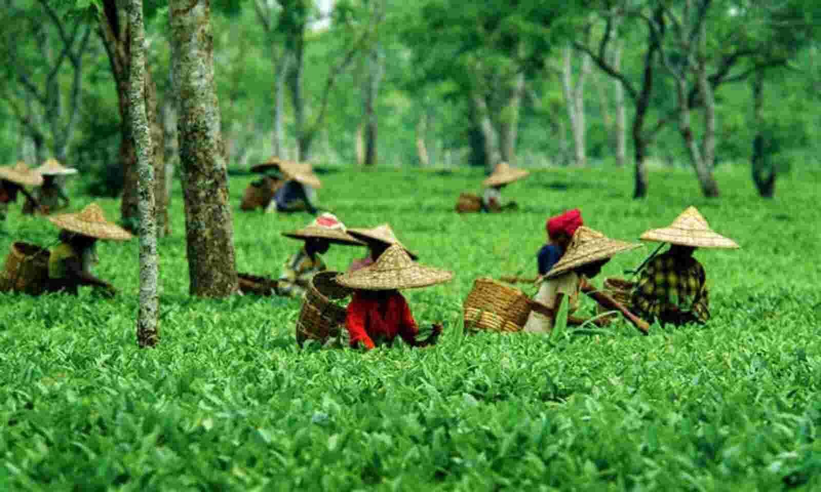 Tea garden workers' wage raised by Rs. 38 in Assam