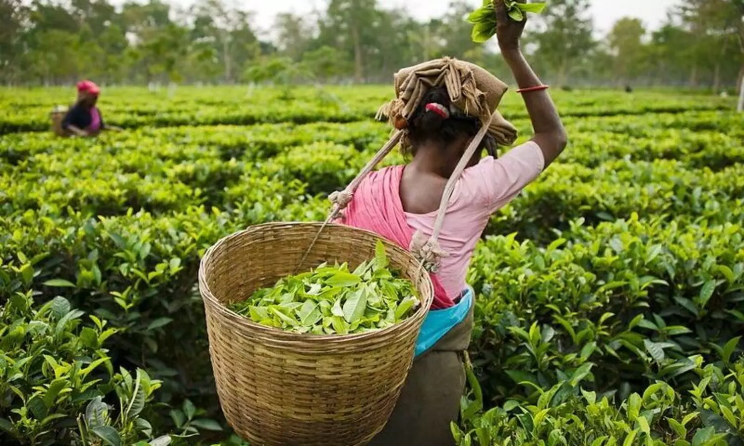 BJPs decision cause each Assam tea worker to lose Rs 2,70,000 in 5 yrs