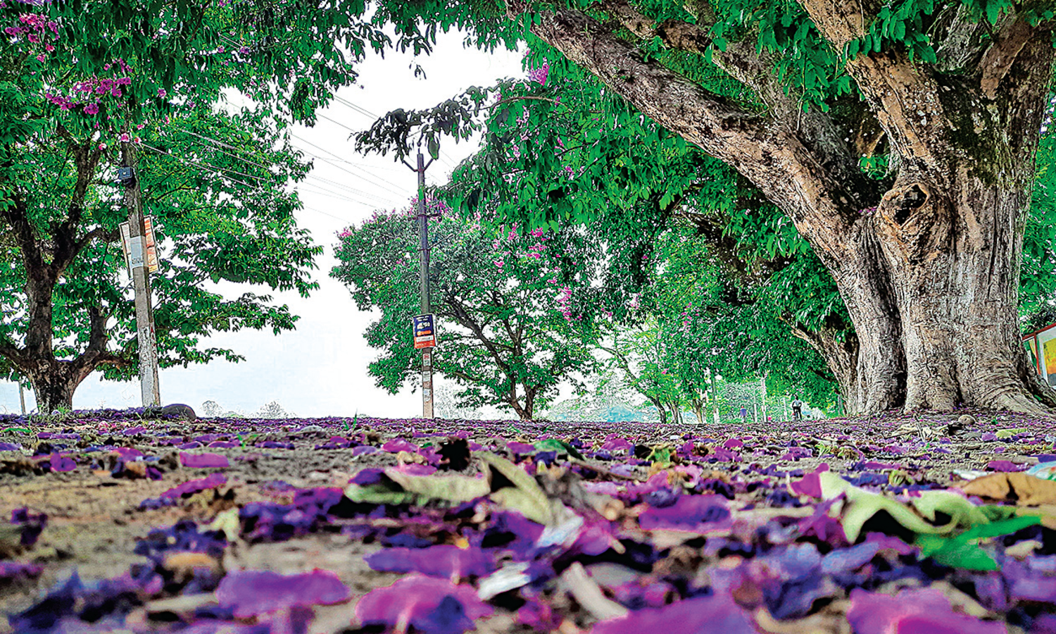 Photo of the week: Sunayan Borkakoti, 1st semester, Department of Physics, Biswanath College, Biswanath