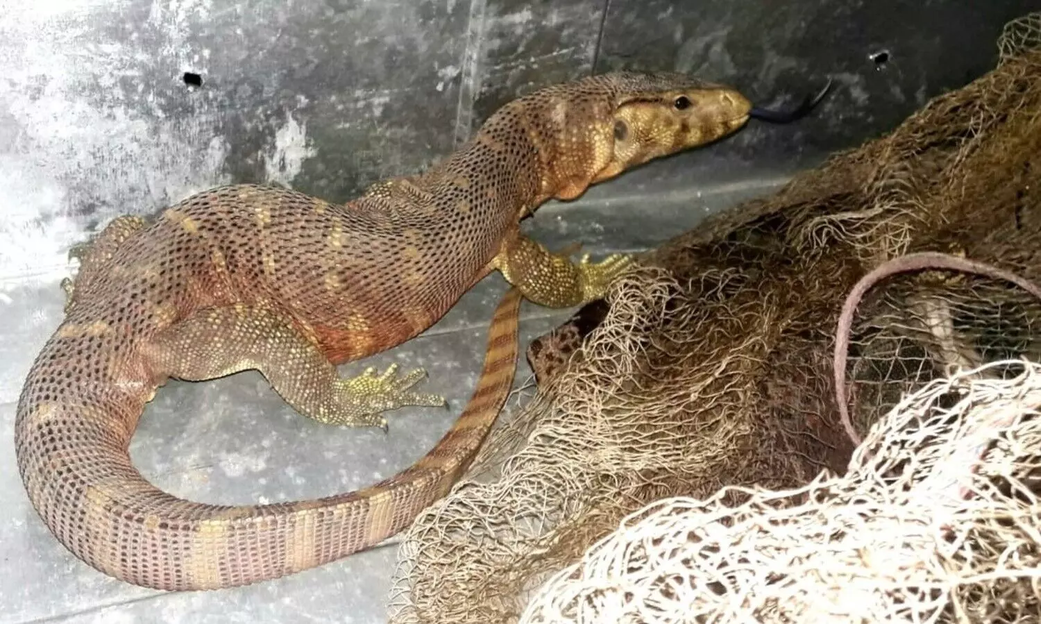 Golden water monitor rescued in Tihu