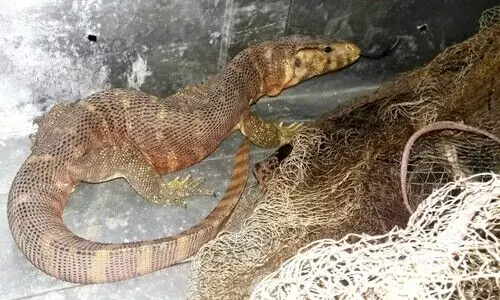 Golden water monitor rescued in Tihu