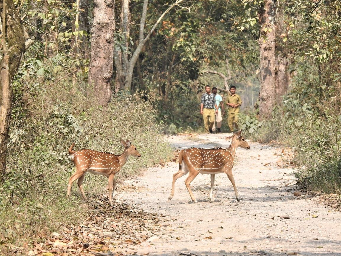 Assam: Raimona declared National Park on World Environment Day