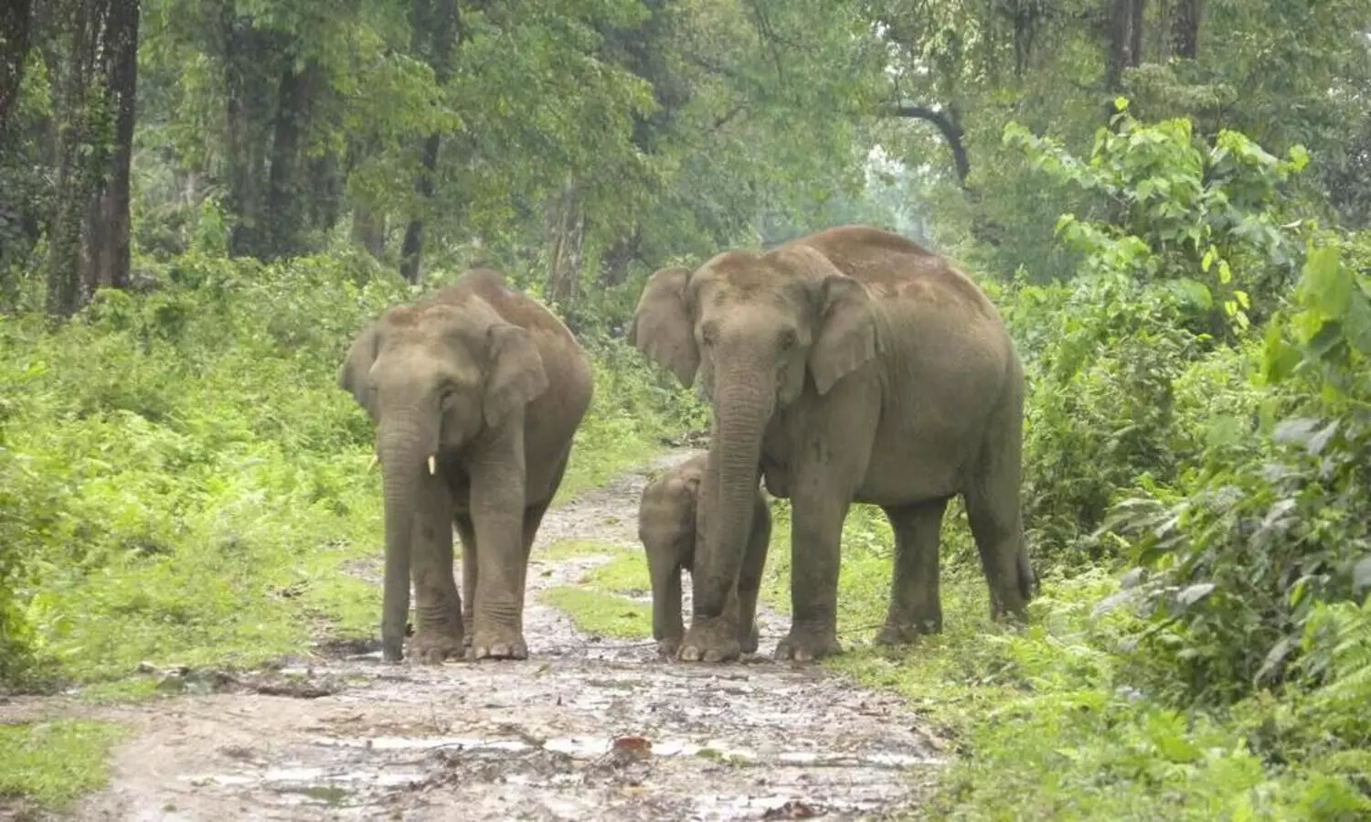 Assam notifies Dihing Patkai as National Park