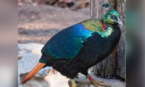 Sclaters Monal, Himalayan Monal sighted in Arunachals Eko Dumbing