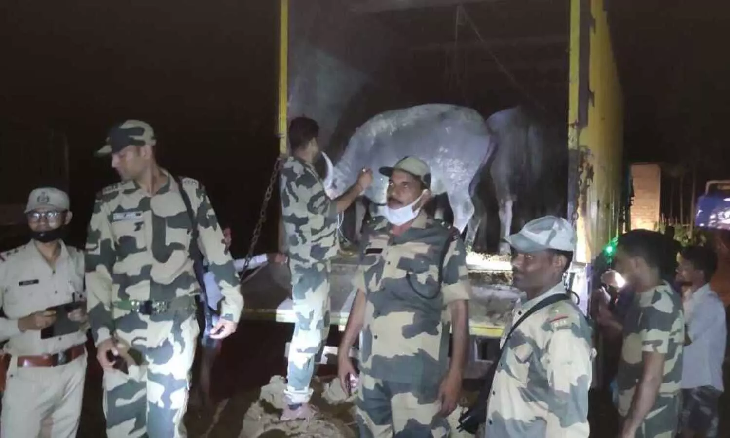 BSF seizes truck in Cachar, recovers 15 buffaloes