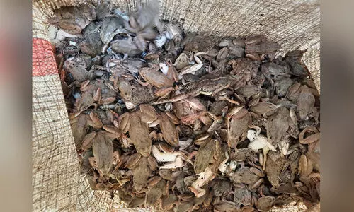 Two arrested with around 4,500 live wild frogs in Manipur