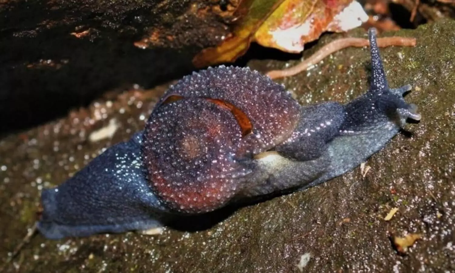 New snail variety discovered in Maha, named after Mumbai scientist