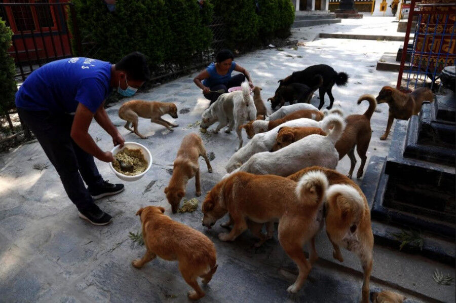 Stray dogs have right to food, feed them without causing nuisance