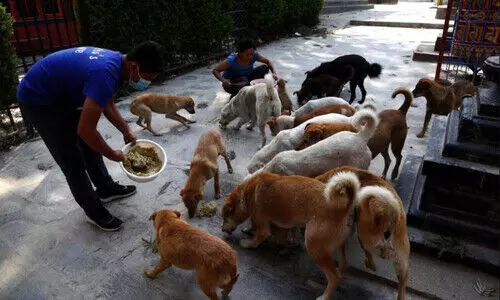 Kohima bans shoot-at-sight orders for stray dogs citing animal cruelty laws