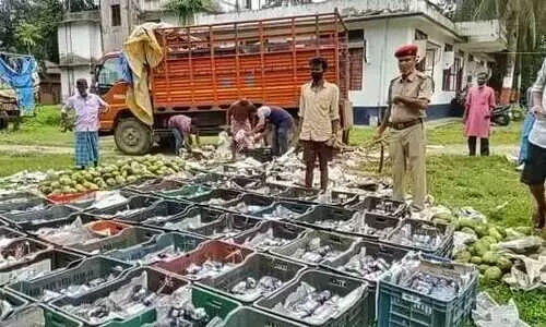 Almost 8,000 cough syrup bottles hidden inside mango boxes seized at Chapar