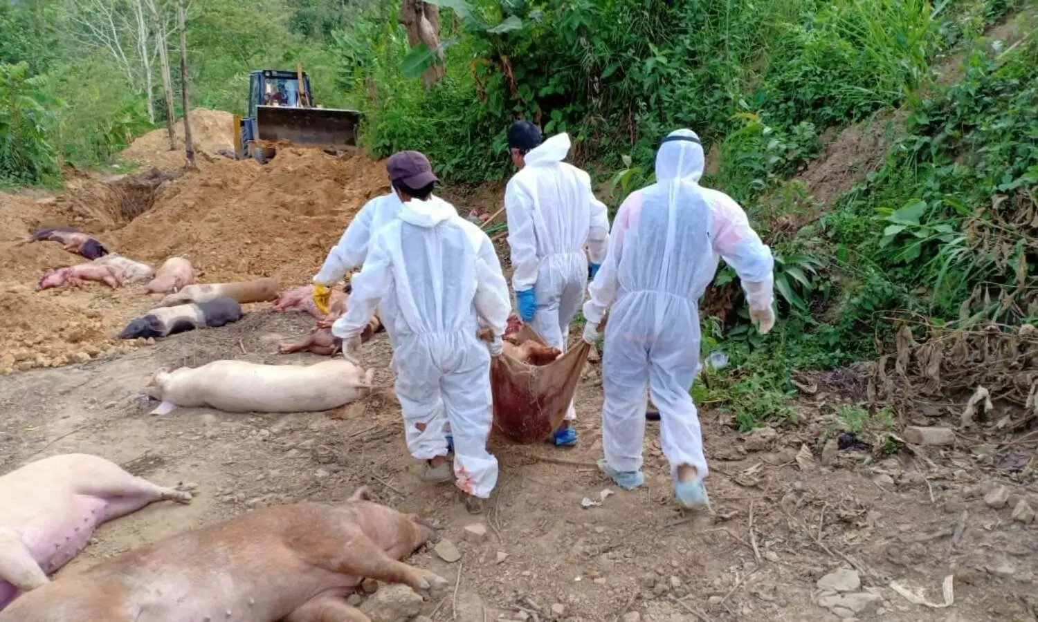 Over 10,600 pigs die of African Swine Fever in Mizoram