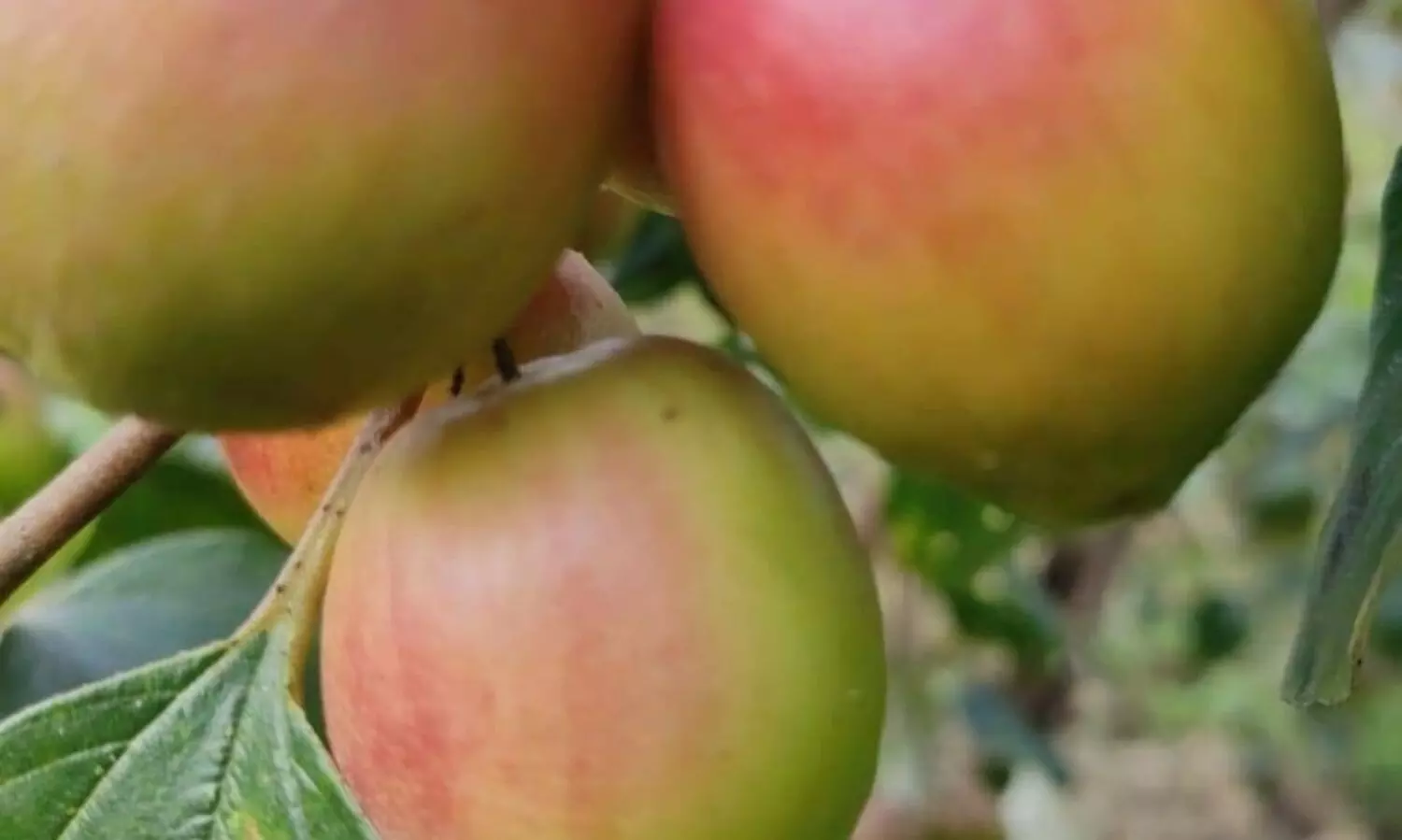 Caught in Covid crisis, Tripura tribals grow Apple Ber, first in NE region