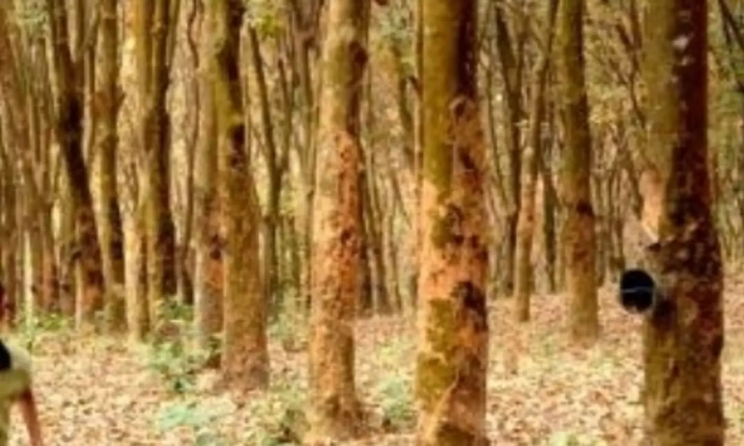 After Assam, Tripura promotes commercial cultivation of Agar