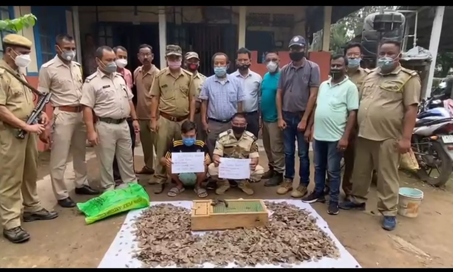 Gecko lizards and pangolin crust recovered in Diphu