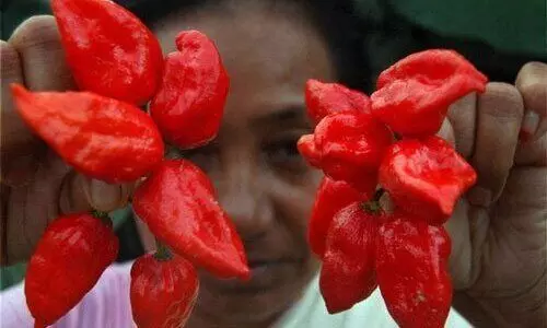BhotJolokia- Naga Chillies exported to London from Guwahati Airport
