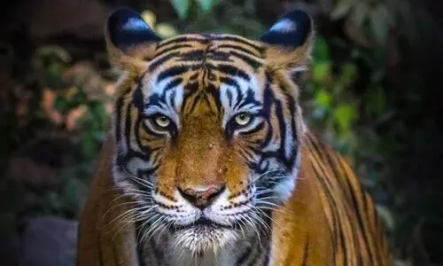 Tiger terror in Uttarakhand: Curfew imposed in several Pauri villages