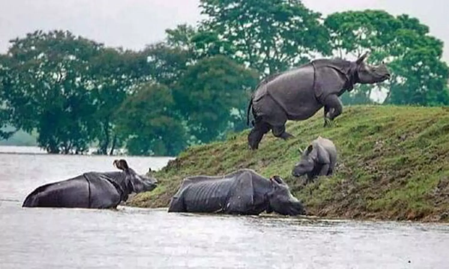22 rhinos killed by poachers in 5 yrs: Assam govt