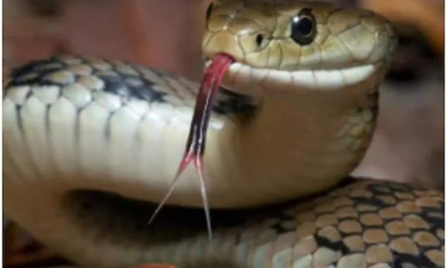 Man bites baby snake in revenge bid, dies