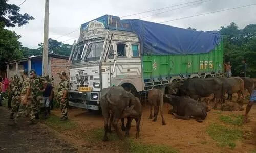 BSF recovers 22 buffaloes in Cachar, two arrested