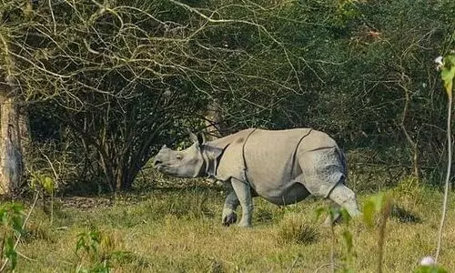 Kaziranga: Ferocious rhino gone inside forest
