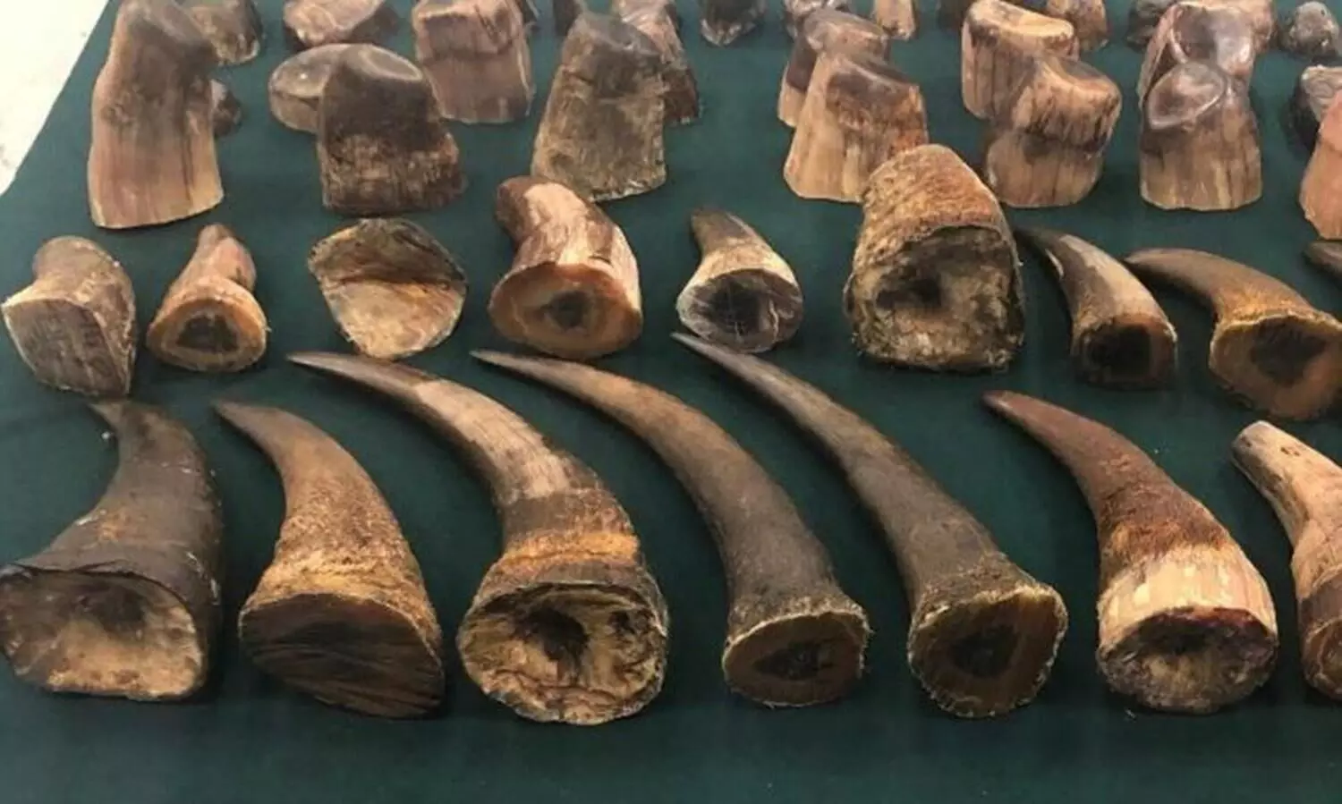 Assam starts verification of rhino horns stocked in treasuries