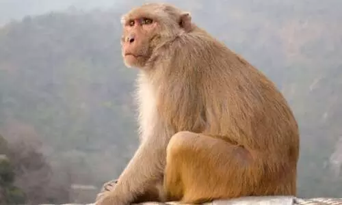 Monkey, squirrel menace hits Kamrupa coconut varieties; farmers report decline