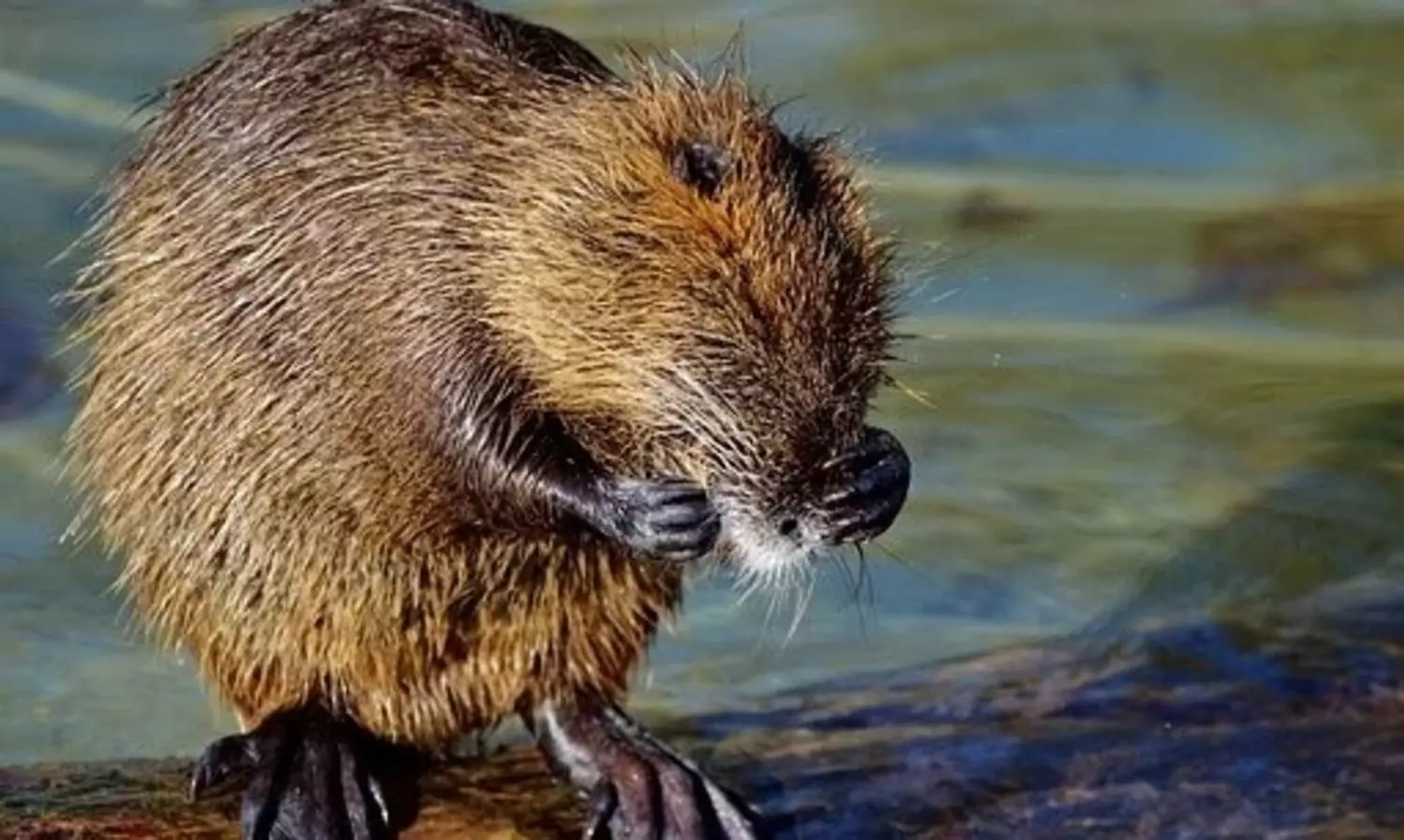 Beavers in Mongolia test Covid positive