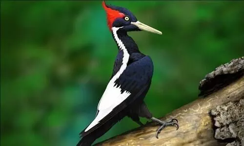 US says ivory-billed woodpecker, 22 other species extinct