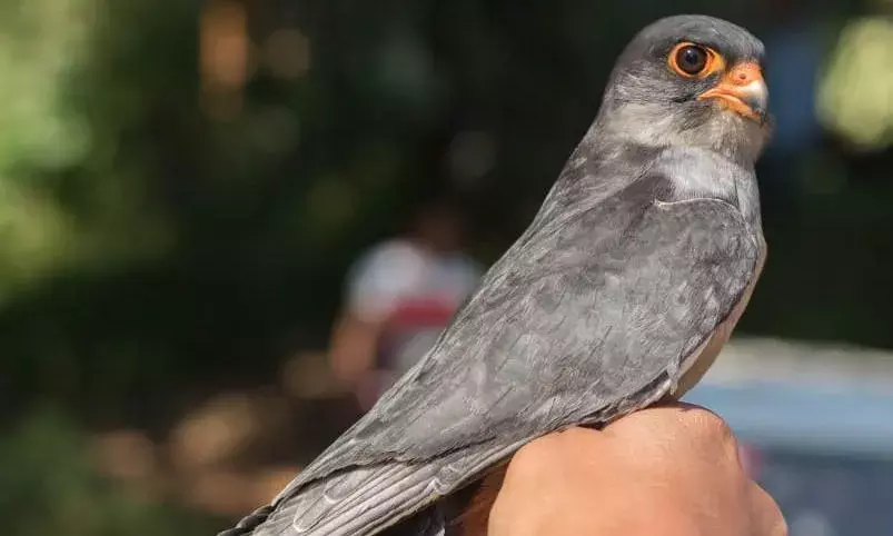Radio tagged Amur falcon chiulon arrives in Manipurs Tamenglong for second time