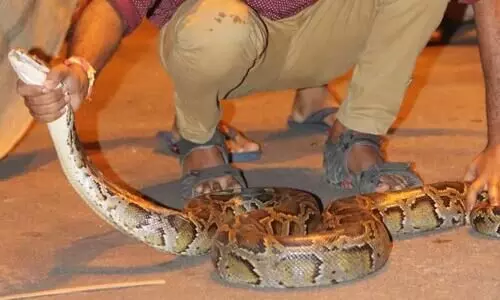 Nine ft long Burmese python rescued in Cachar