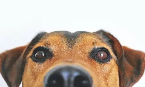 No Diwali sweets for pets, heres why