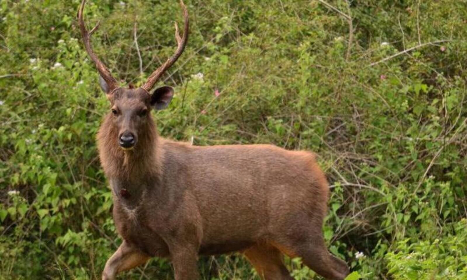 Rare Sambar deer from India dies after ill-treatment by Pak villagers:  wildlife department