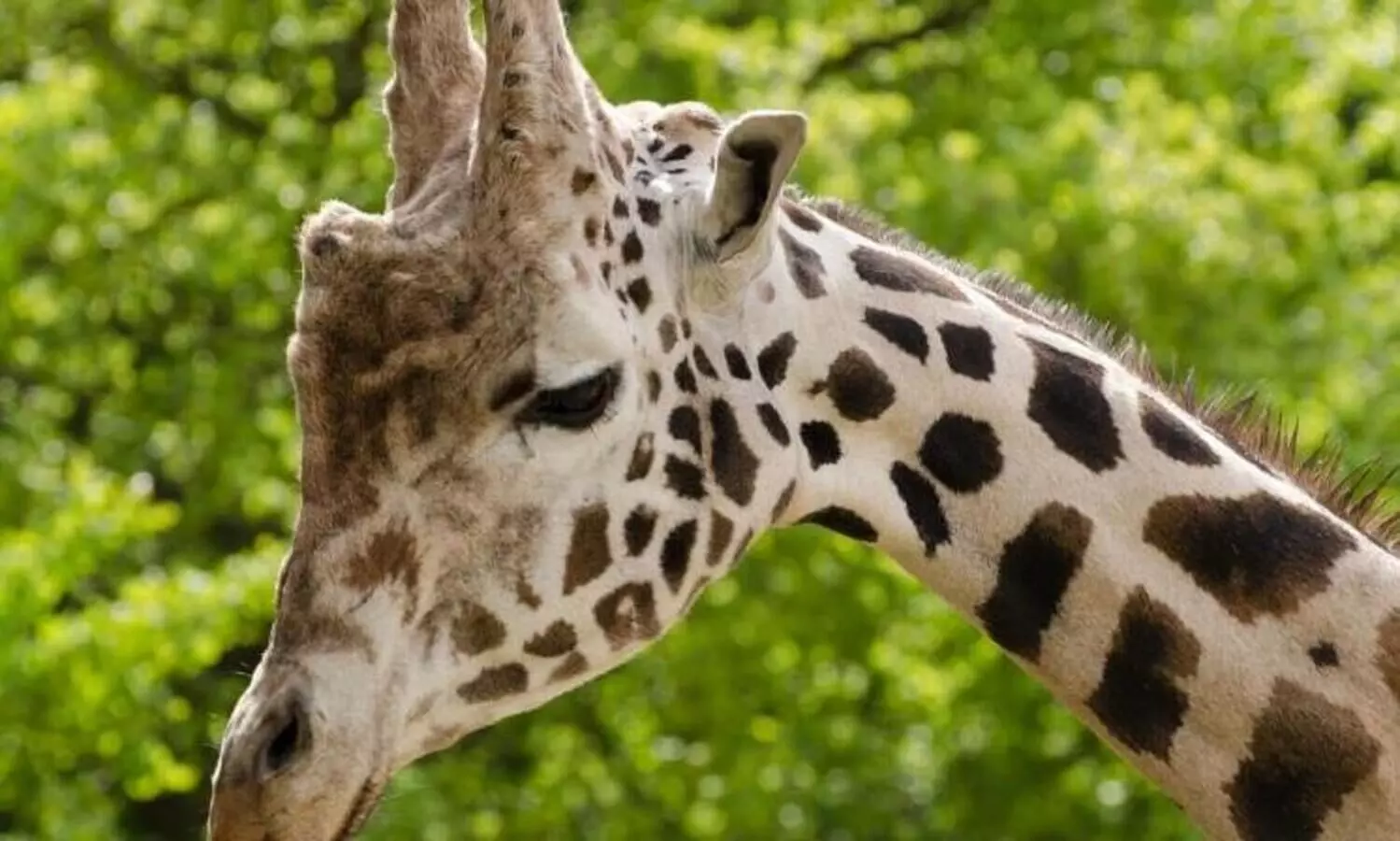 Female giraffe dies in Assam State Zoo