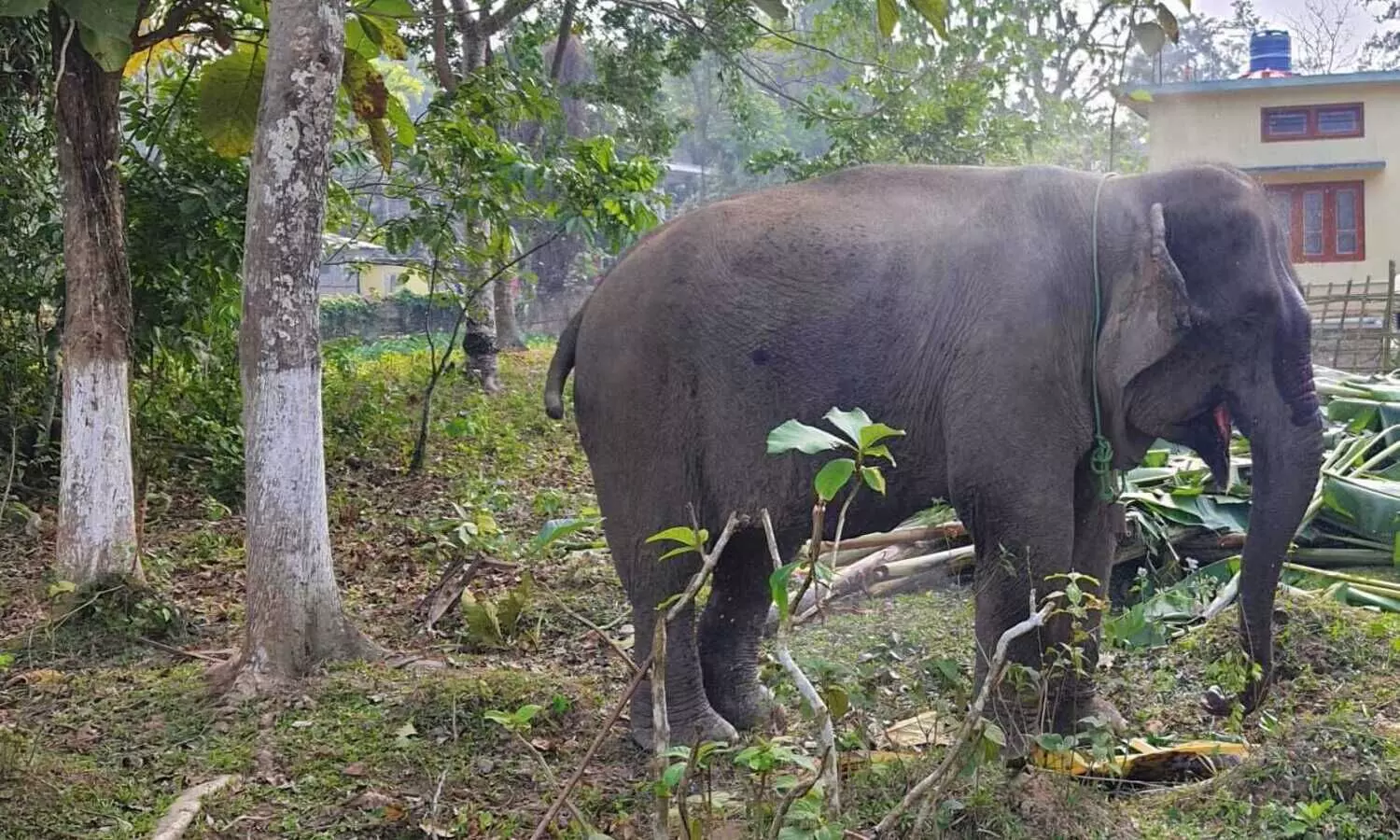 Physical verification of jumbos in Cachar