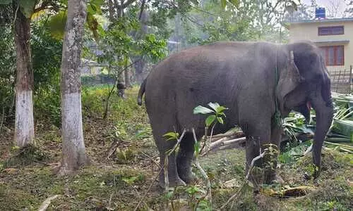 Physical verification of jumbos in Cachar