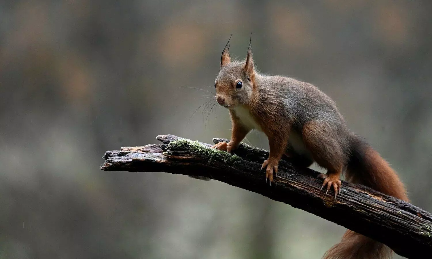 Psycho squirrels two-day Christmas rampage injures 18 in UK