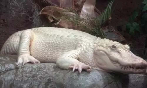 Rare albino crocodile sighted in Odishas Bhitarkanika